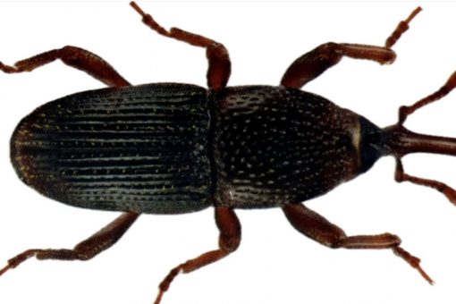aruodinio straubliuko naikinimas