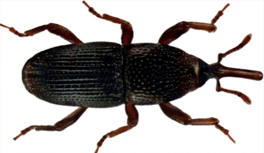 aruodinio straubliuko naikinimas